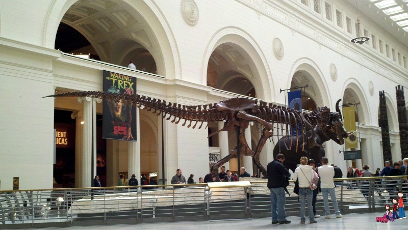 Things I Wish I had Known Before Visiting the Field Museum