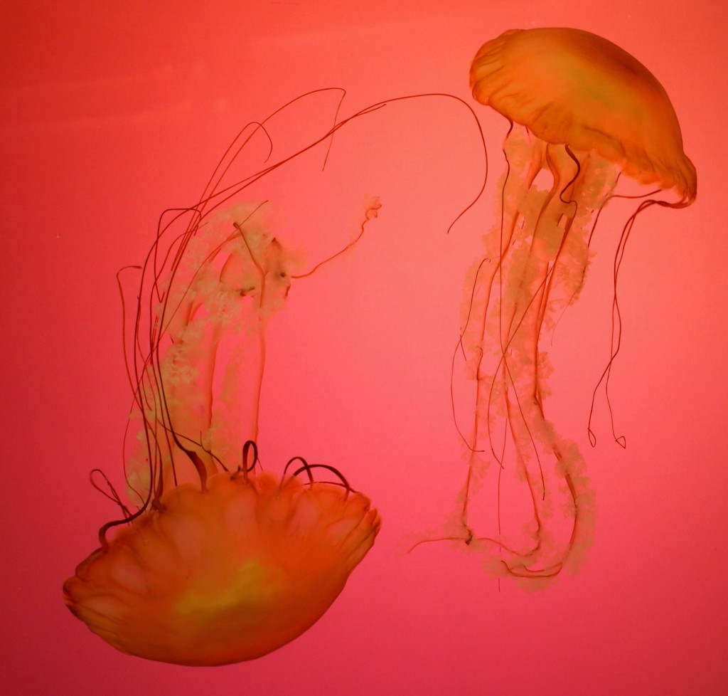 Jellyfish at Shedd Aquarium. The best deal in Chicago! Save money and time with City Pass. Chicago travel tips