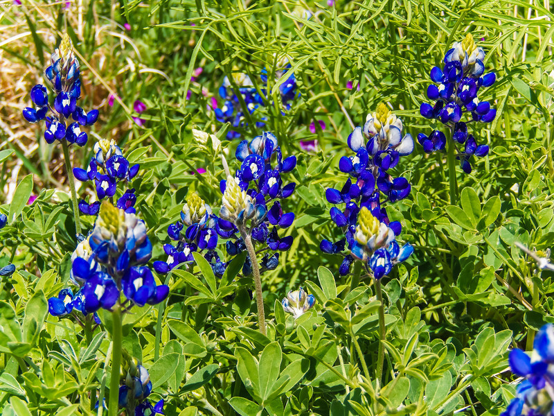 Texas Bluebonnets at the BRIT