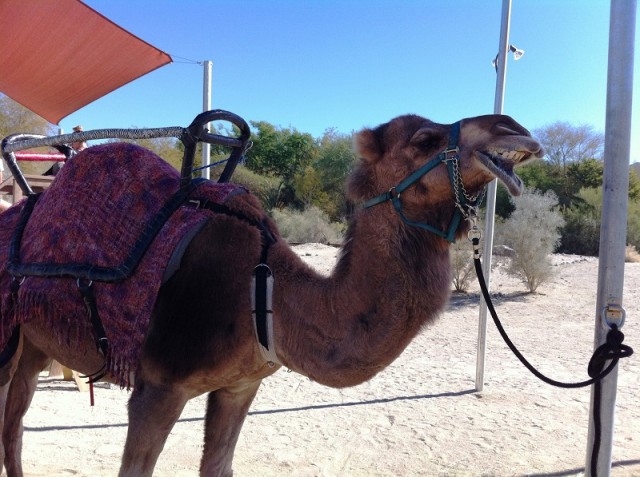 Living Desert camel